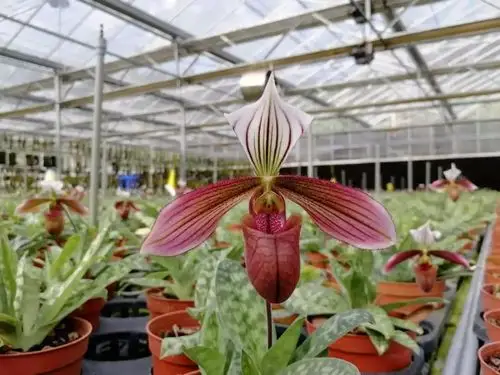 每周一花花开正当时之紫纹兜兰