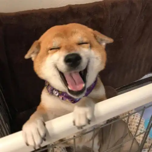 柴犬的治愈微笑 愿秒赞的你开心每一天96_高清图集_新浪网