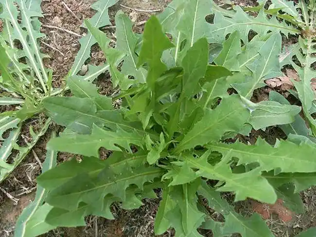 蒲公英泡水喝的功效与作用图蒲公英治雀斑