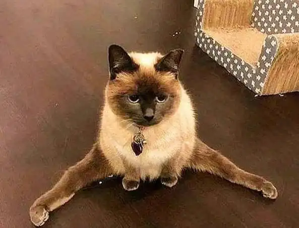 "劈腿"是什么意思,发源于台湾,流行于整个华人界,它已经成了感情出轨