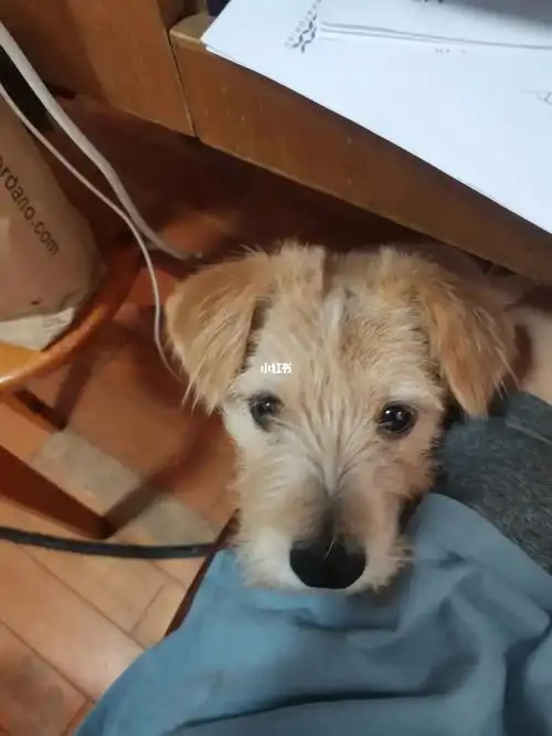 生活|我的狗狗到底是什么的串02