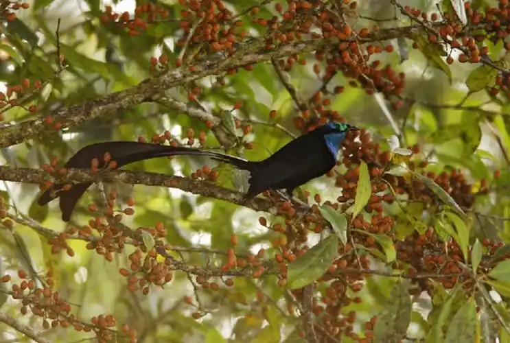 公主长尾风鸟 | princess stephanies astrapia | astrapia stephani