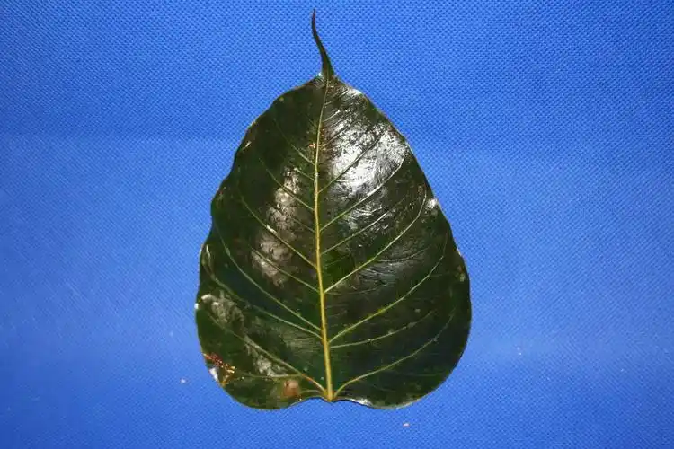 "五树"指的是:               菩提树