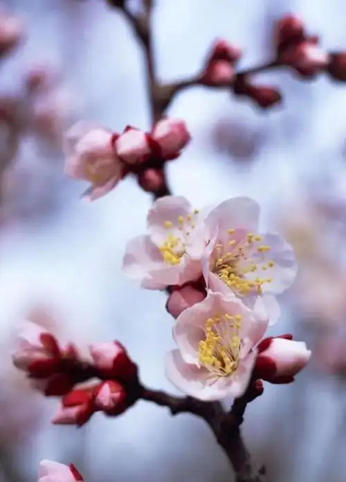 好听淡雅的网名 清新淡雅脱俗的昵称 - 个性名字网(清新淡雅是什么