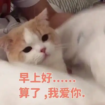 早上好.算了 我爱你(猫咪)_猫咪_早上好_我爱你_算了表情