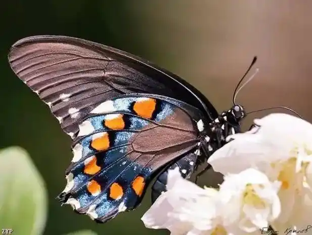 世界蝴蝶大全太漂亮了