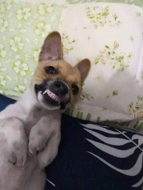 大家帮忙看看这个狗的牙齿它有几个月了