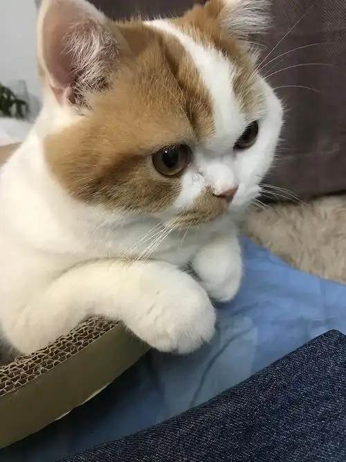 英短加菲串求女友～坐标罗湖