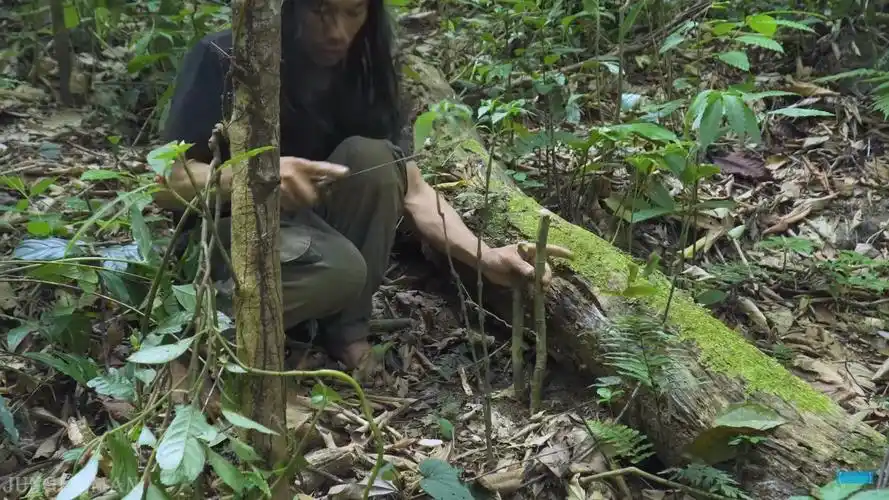 原始丛林人-6个月的丛林生存,荒野求生,野外生存-设置捕鼠陷阱捕捉可