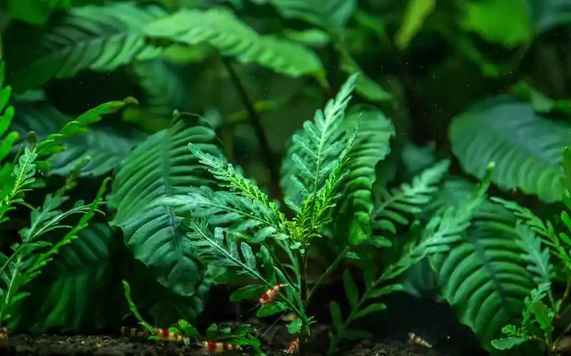 planted aquarium for guppies