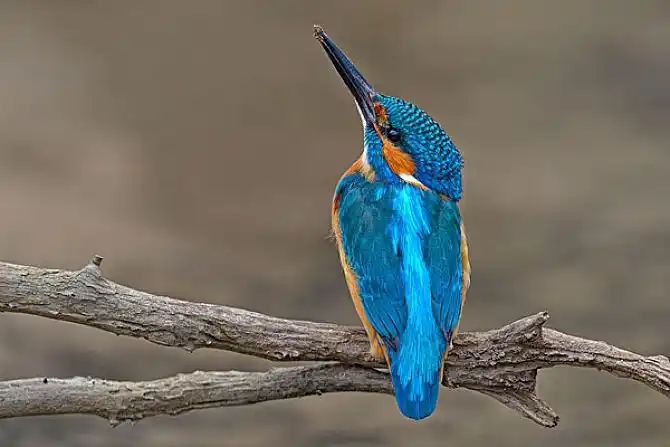 翠鸟图片_图片大全