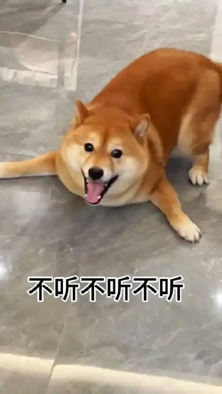 海豹柴桑吃醋了萌宠出道计划柴犬表情包