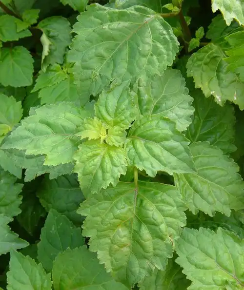 解读欲望与冷感,广藿香与马郁兰.