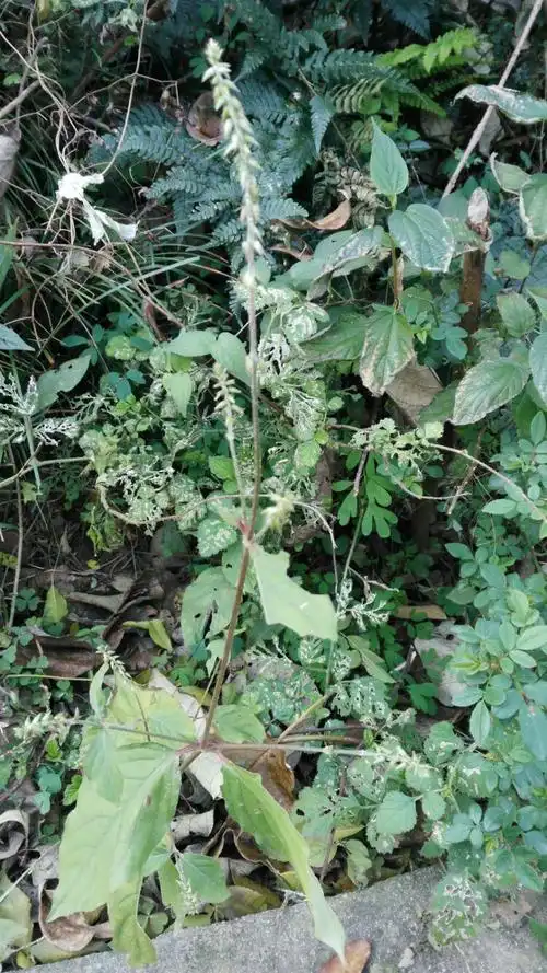 土牛膝,别名倒钩刺,可治咳嗽等.