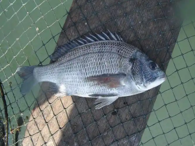 sparus macrocephalus