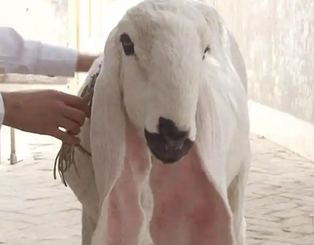 刀郎养具有不少独特的特点,比如产肉率高长的快等,但是最让人难忘的