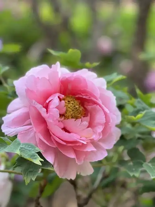 最美人间四月天牡丹仙子展容颜78