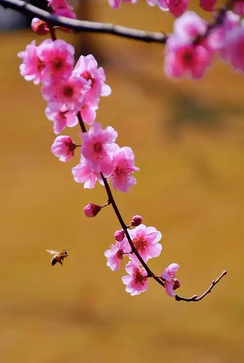 花姿娇艳美人梅 - 美篇