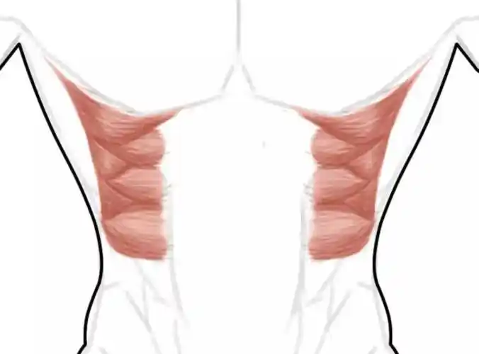 前锯肌是什么?4个动作教你练好前锯肌