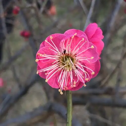 骨里红梅花朱砂梅品种盆栽树苗造型盆景阳台庭院浓香包对版--爱鉴花