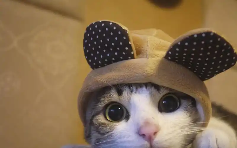 主人给爱猫买了一顶帽子,戴上后真是萌化了,满足你的少女心_网友_布朗
