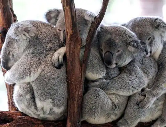 在澳洲的国宝考拉树袋熊的世界里,也有这人生,不,熊生的四困.