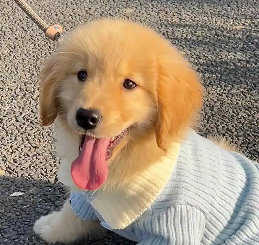 笨蛋毛茸茸小狗头像 676767