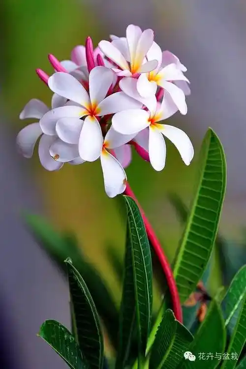 花友选出了自己认为最美的50种花