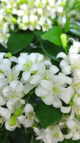 超香的七里香花