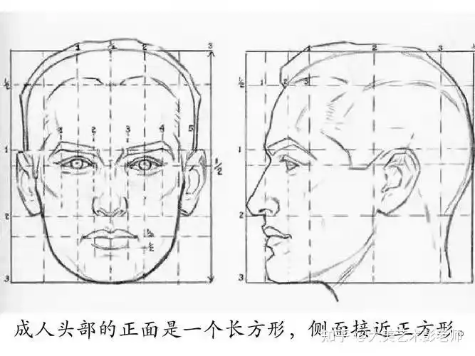 先概括后深入面部"三庭五眼"正面:头的一半是眼睛的  眉毛到发际=眉毛
