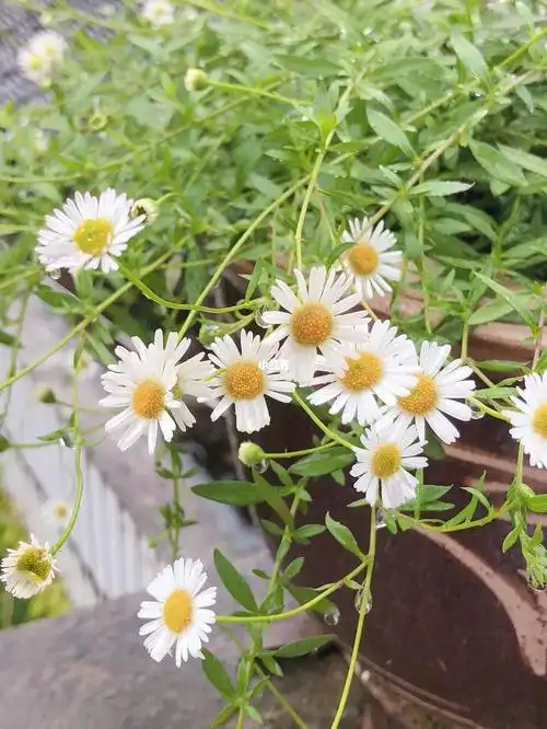 墨西哥飞蓬草很适合所有新手花友养,多年生草本植物,皮实好养花量大还