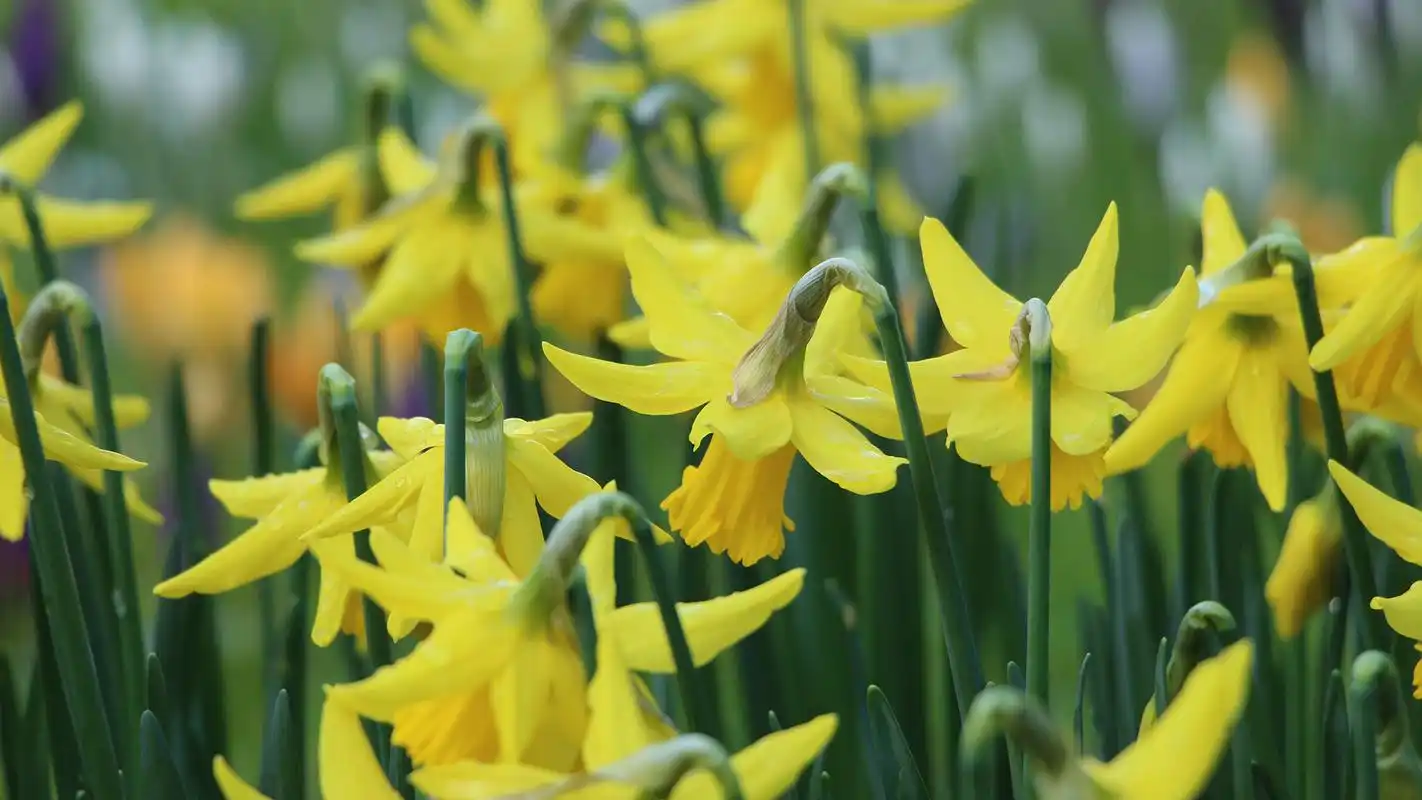 漂亮的水仙花图片高清宽屏桌面壁纸_植物壁纸_壁纸下载_美桌网
