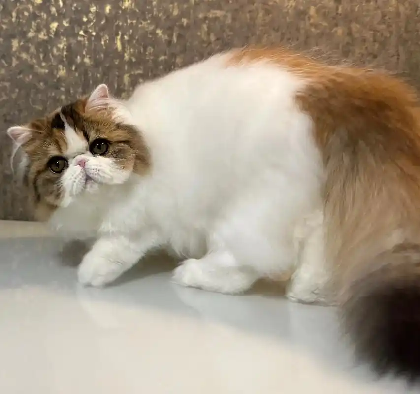 6个月的波斯猫妹妹.今年自主繁育的波斯猫妹妹,非常甜美的表情 - 抖音