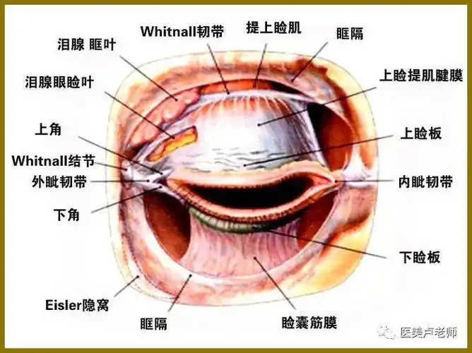 眼睑结构的组成