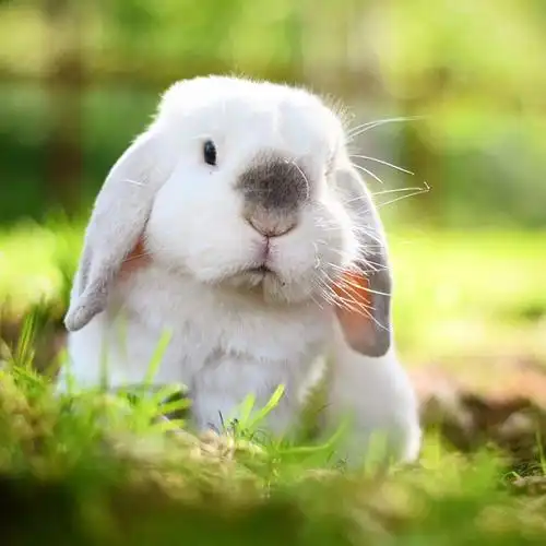 小兔几exempel,一脸呆萌,想偷 ins:exempelthebunny