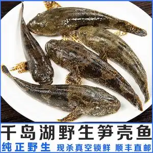 千岛湖野生笋壳鱼呆子鱼沙塘鳢土步鱼虎头鱼老虎鱼鲜活水产 500克