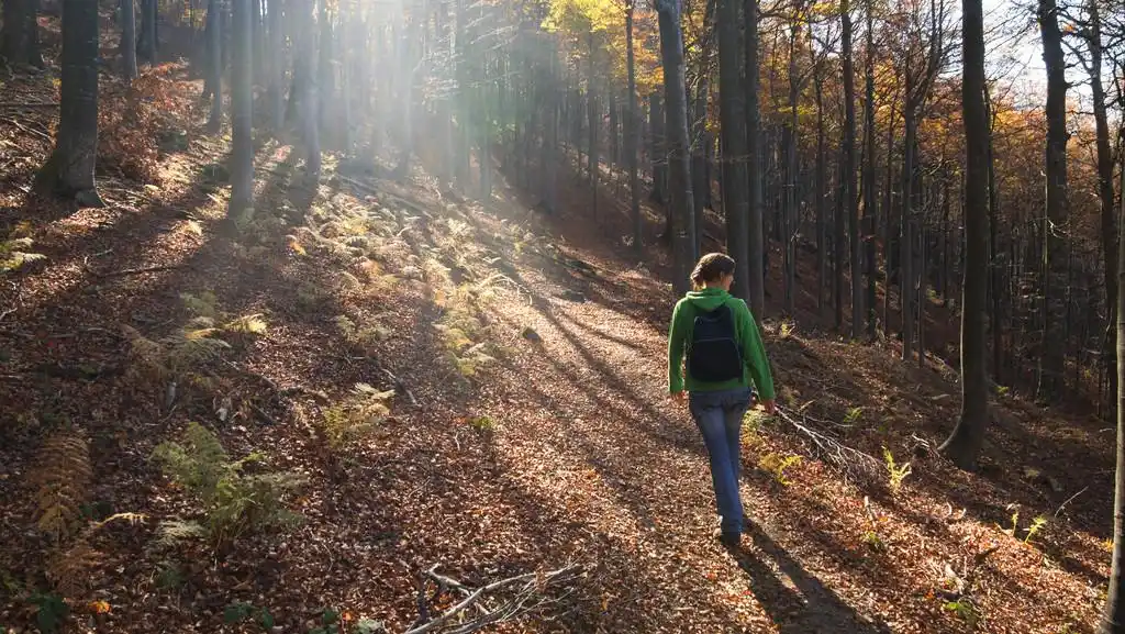 在森林里散步,小女孩走在山中多彩秋天的森林
