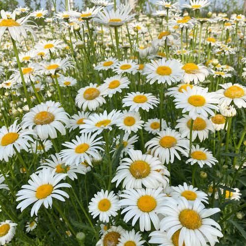 种子大滨多年生宿根花卉花草景观绿化耐寒庭院家庭园艺种子