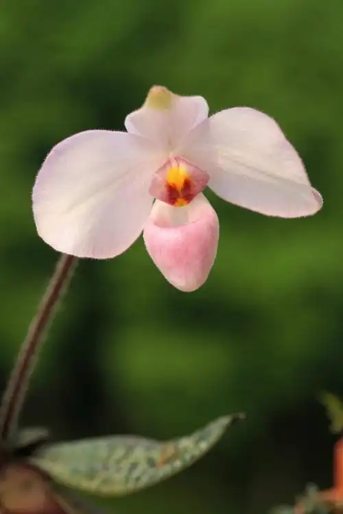 德氏兜兰paphiopedilum delenatii ,兜兰属.