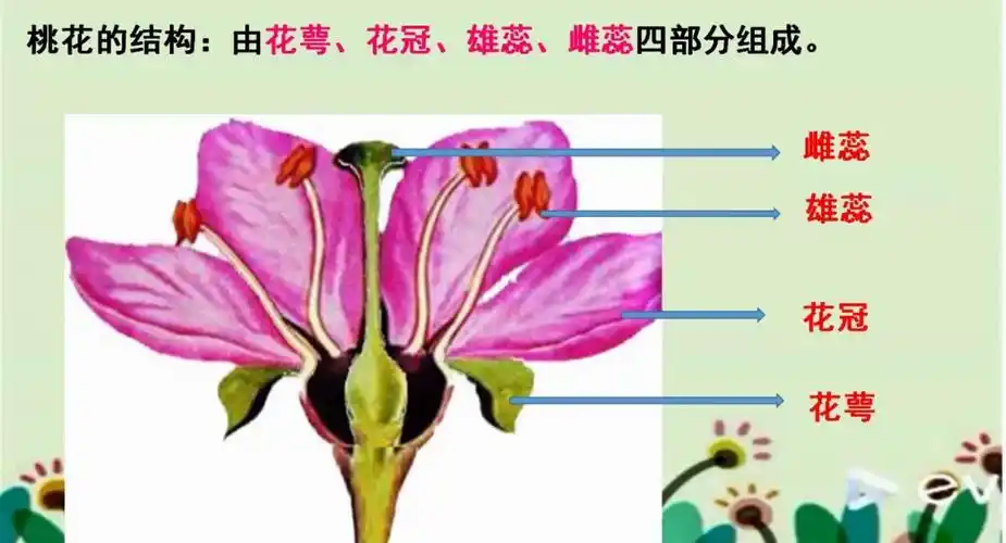 认识花的结构 解剖花的结构,认知花的分类实验