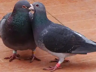 赛鸽,先天遗传和后天养成_鸽子_影响_后代