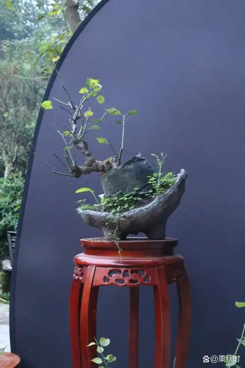 老桩龙游梅花 飘逸灵动,意韵十足