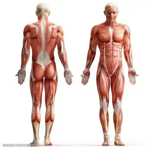 人体肌肉