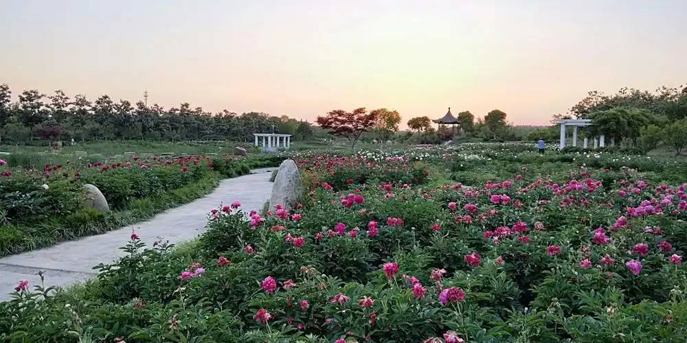 扬州芍药园