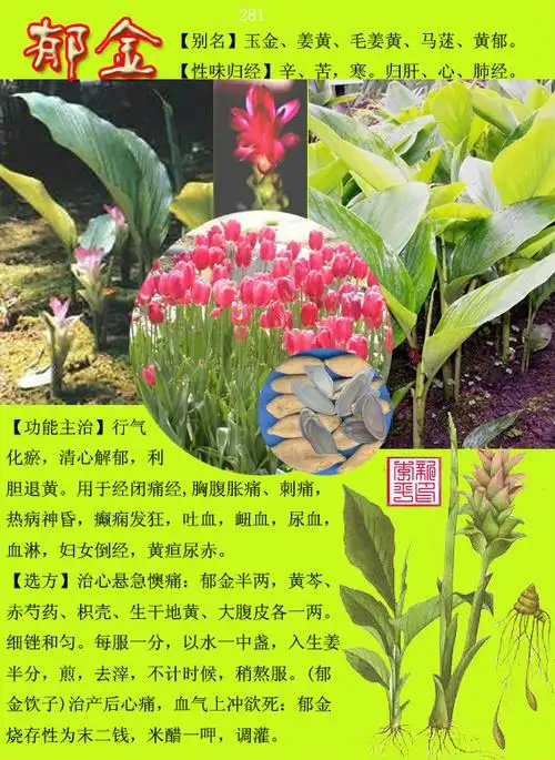 中草药300种图谱