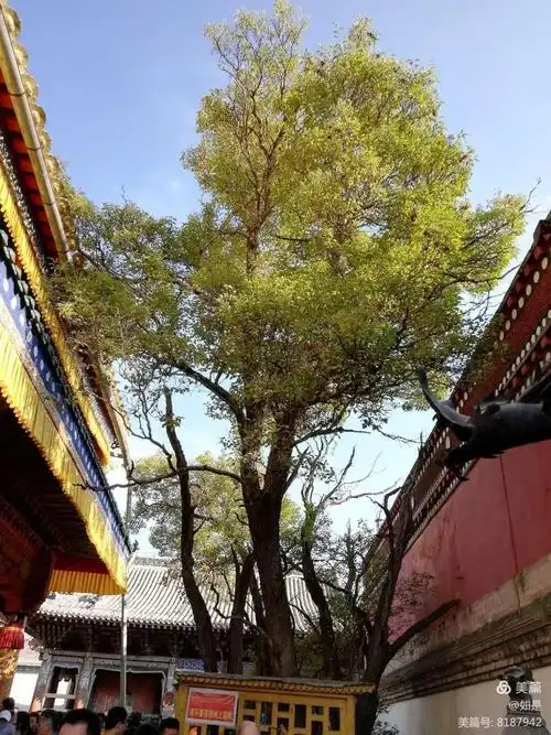 "西游记"——塔尔寺