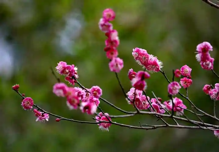 梅花图片大全绿色(梅花图片大全 高清图片)
