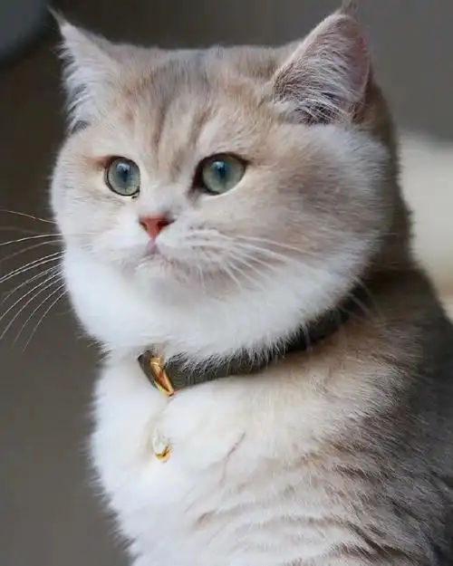 可爱到心化掉的小动物们