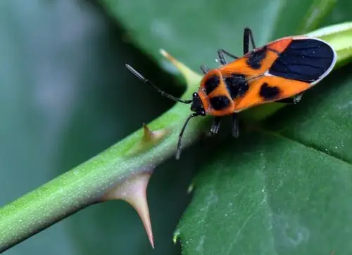 中国昆虫半翅目(蝽)