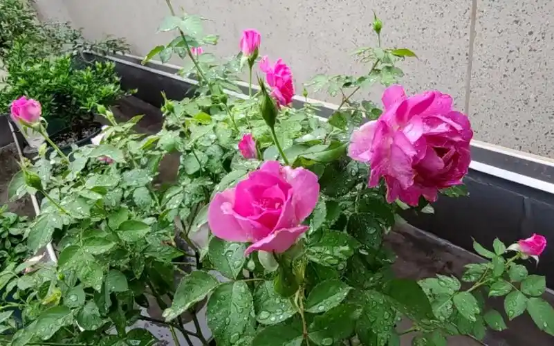 雨天带大家来逛逛娜家小花园吧